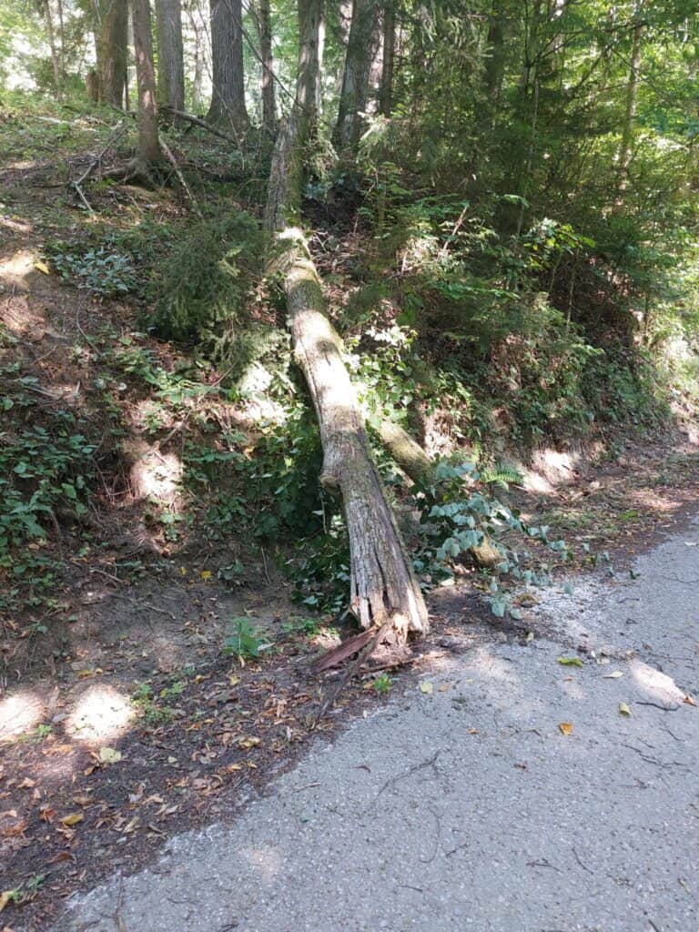 Baum auf Straße